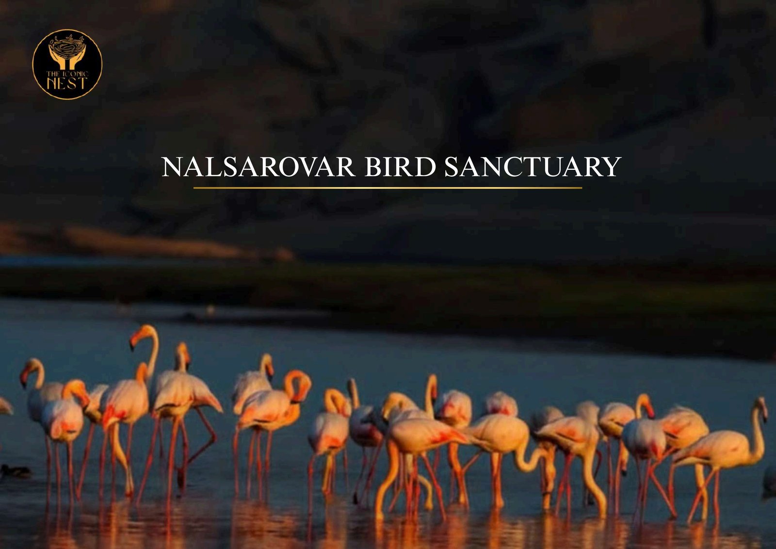 Nalsarovar Bird Sanctuary